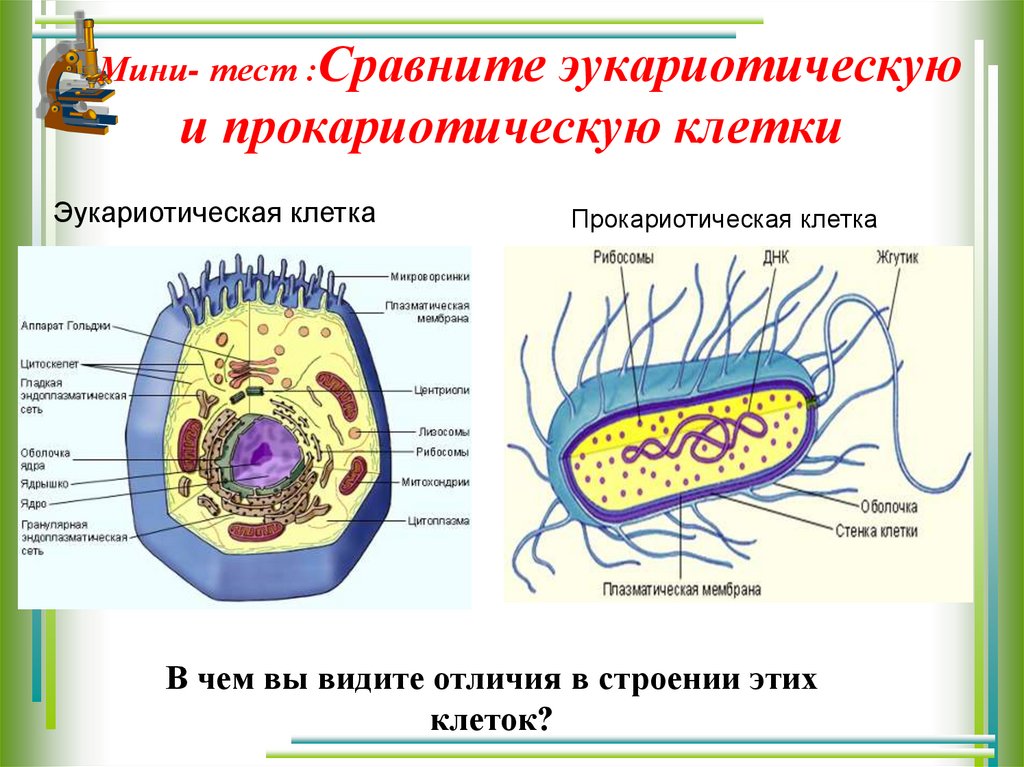 В клетках прокариот в отличие. Строение прокариотической клетки грибов. Структура прокариотической клетки. Прокариотические клетки и эукариотические клетки. Клетка бактерий и эукариот.