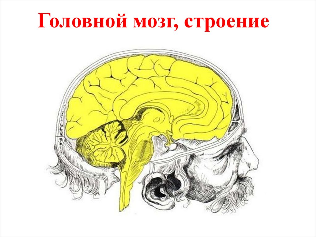 Головной мозг бехтерева. Строение мозга. Строение головы. Пантеон мозга. Головной мозг анатомия презентация.