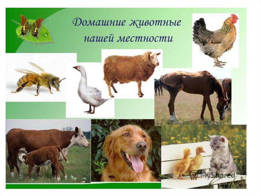 Тема домашние животные 3 класс. Домашние животные слайд. Животные нашей местности. Дикие и домашние животные. Проект животные.