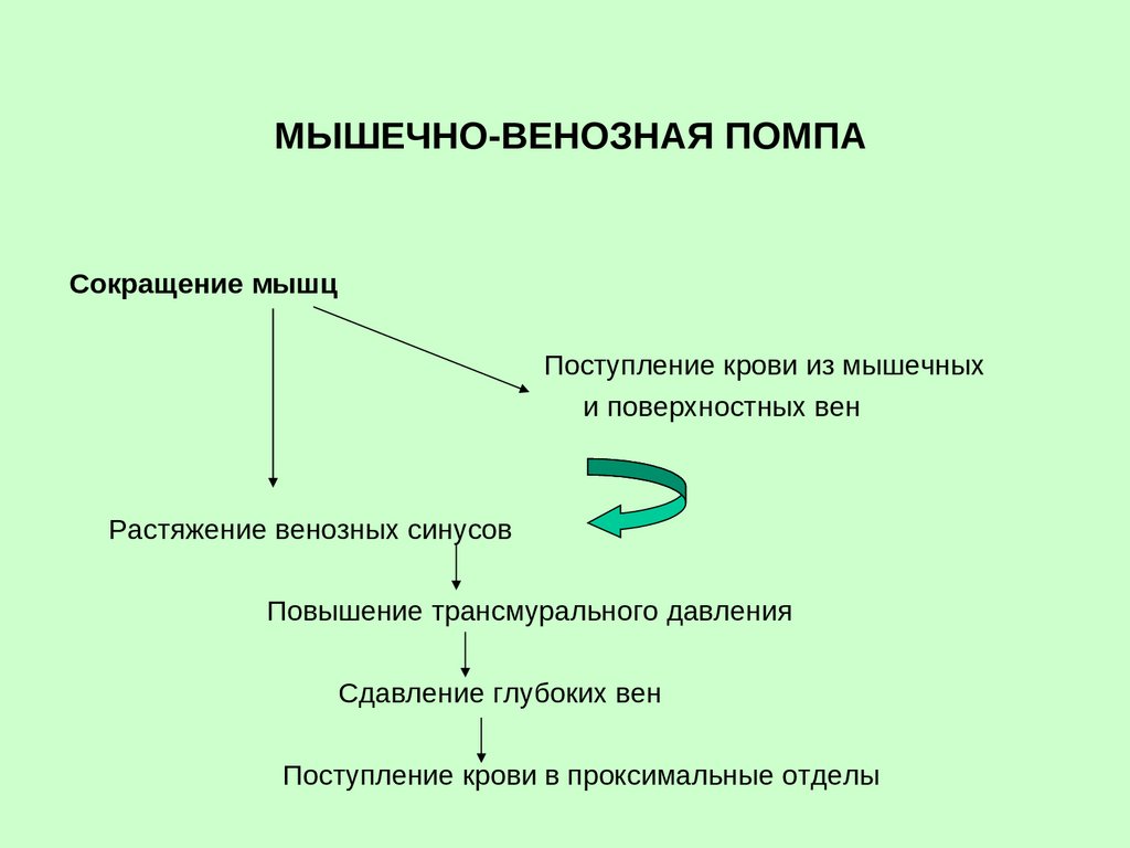 Венозный насос. Мышечно венозная помпа. Мышечно венозная помпа голени. Мышечно венозная помпа отделы. Эффект мышечно венозной помпы.