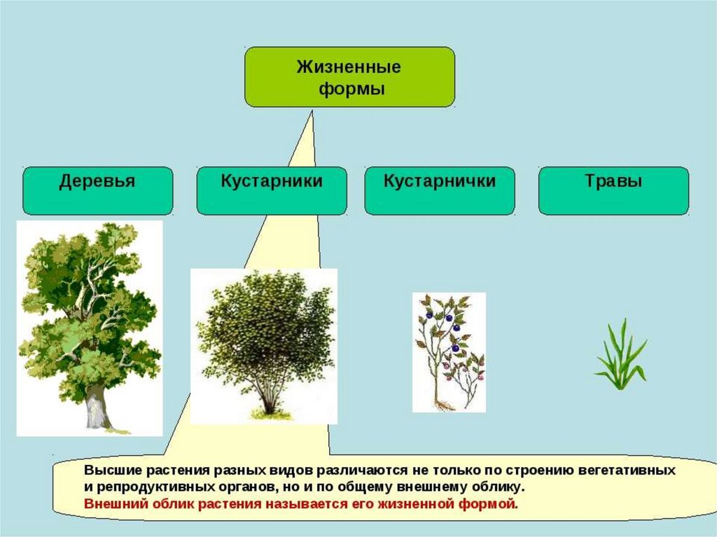 Виды растений презентация