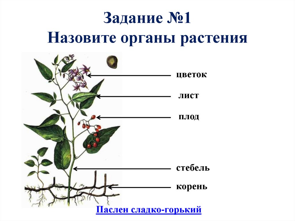 Русское название органа