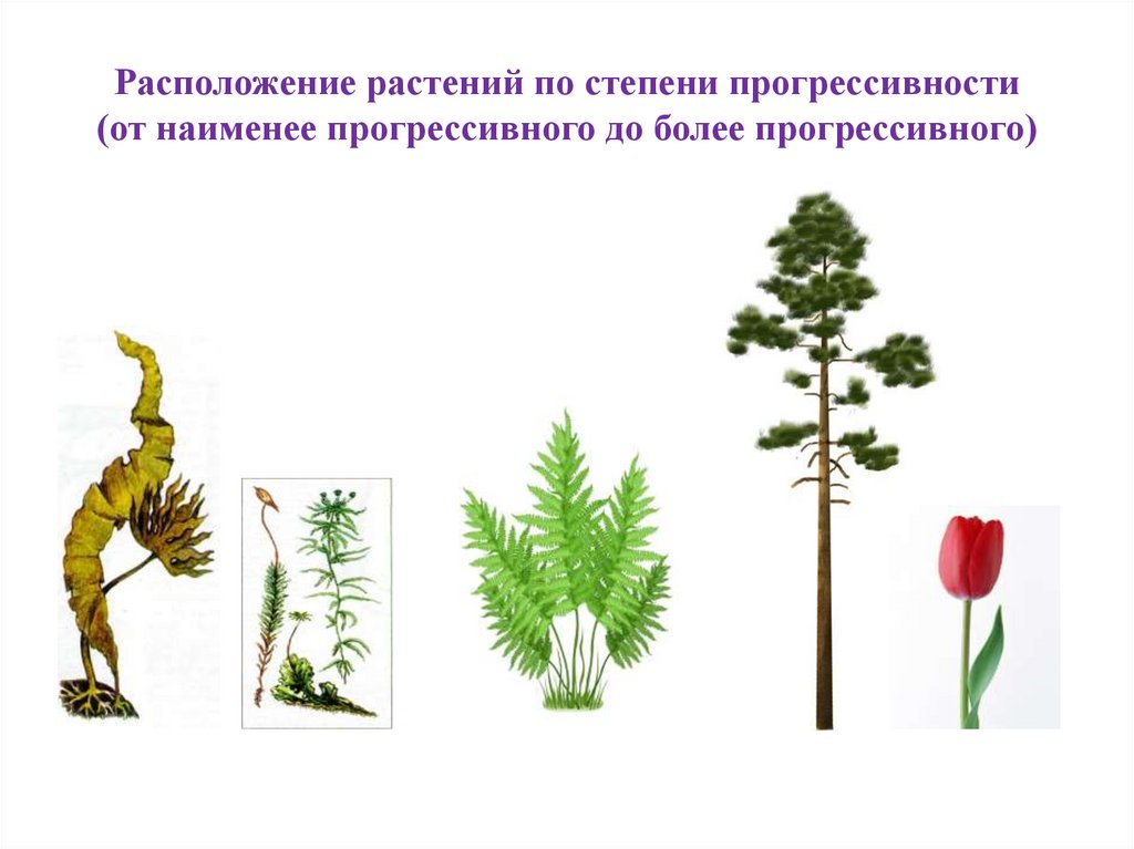 Местоположения растений
