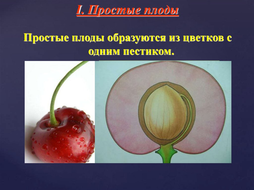 Простые плоды сложные плоды соплодия. Простые плоды. Плод из цветка с одним пестиком. Простые и сложные плоды. Плод формируется из цветка.