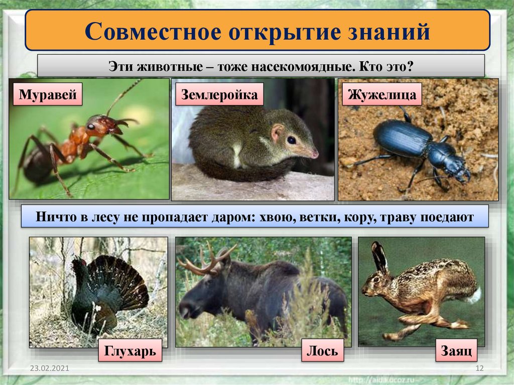 Животное питающееся насекомыми. Насекомоядные животные. Животные питающиеся насекомыми. Насекомоядные примеры. Примеры насекомоядных животных.