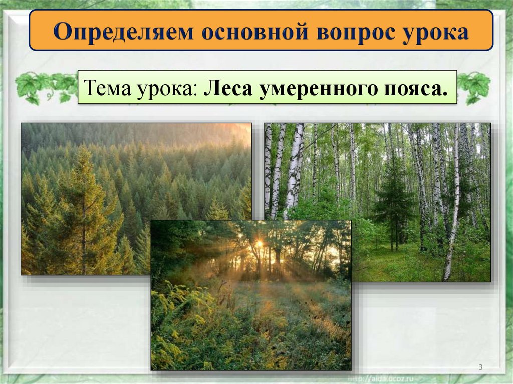 Лесной пояс россии. Леса умеренного пояса. Леса умеренного пояса 8 класс. Презентация на тему леса умеренного пояса. Леса умеренного пояса России.