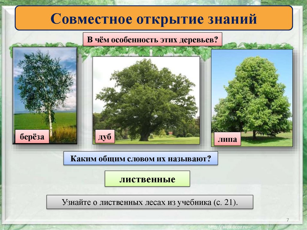 Каким общим словом. Лиственные деревья дуб и береза. Влажность в лиственном лесу. Главный признак лиственного дерева. Опишите форму кроны березы липы дуба.