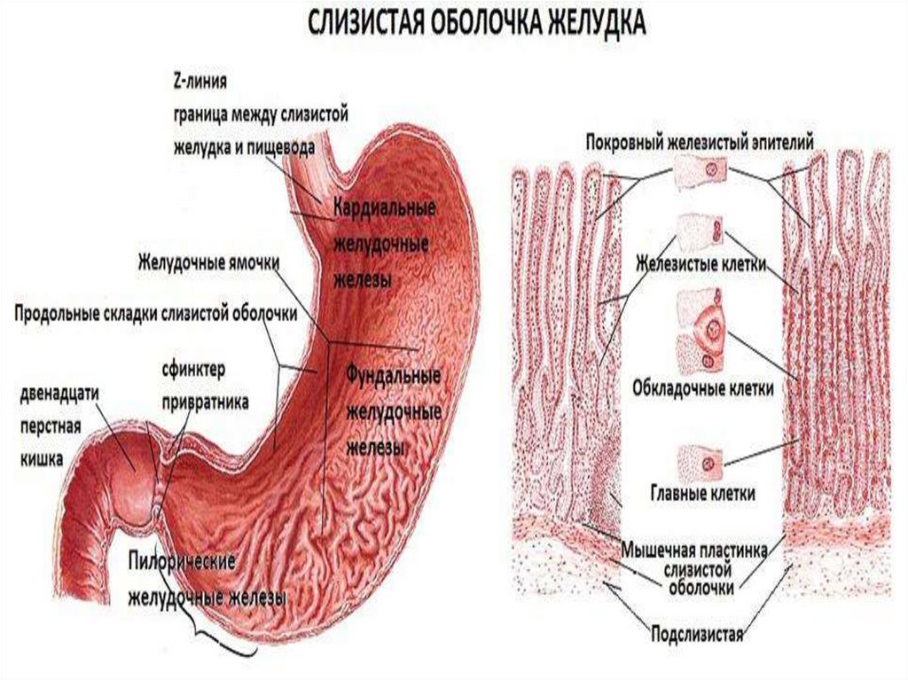 Функции желудка в организме