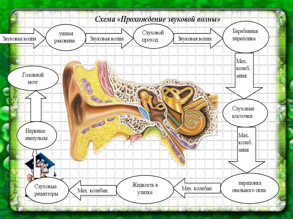 Передача звука последовательность. Схема распространения звука в органе слуха. Схема прохождения звука в ухе. Проведение звука в ухе схема. Схема прохождения звука через ухо.