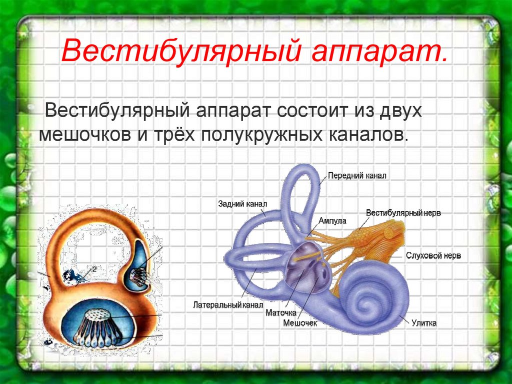 Вестибулярный аппарат картинка