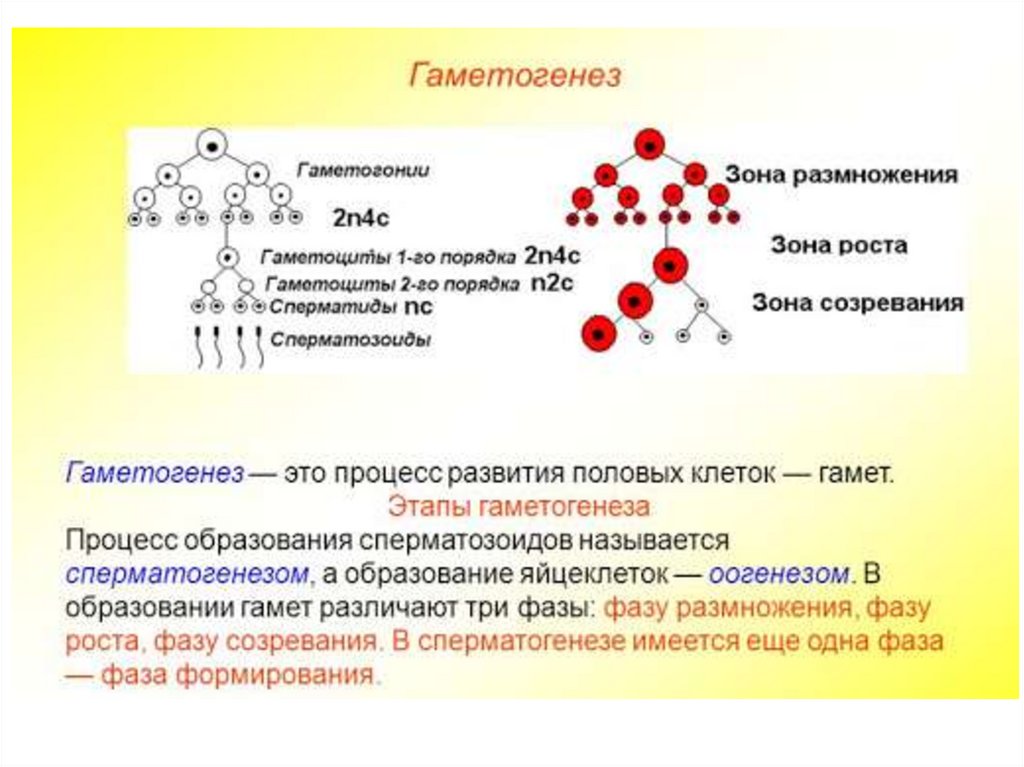 Сперматогенез и овогенез презентация