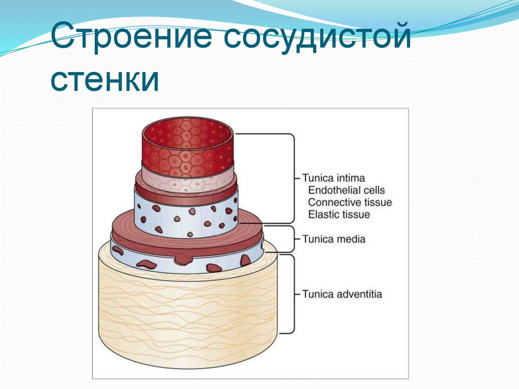 Напряжение сосудистой стенки у кошек