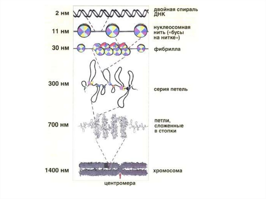 Молекула органического вещества эукариотической клетки. Схема компактизации ДНК В хромосоме. Уровни упаковки ДНК У эукариот. Схема компактизации ДНК. Строение хромосомы упаковка ДНК В хромосоме.
