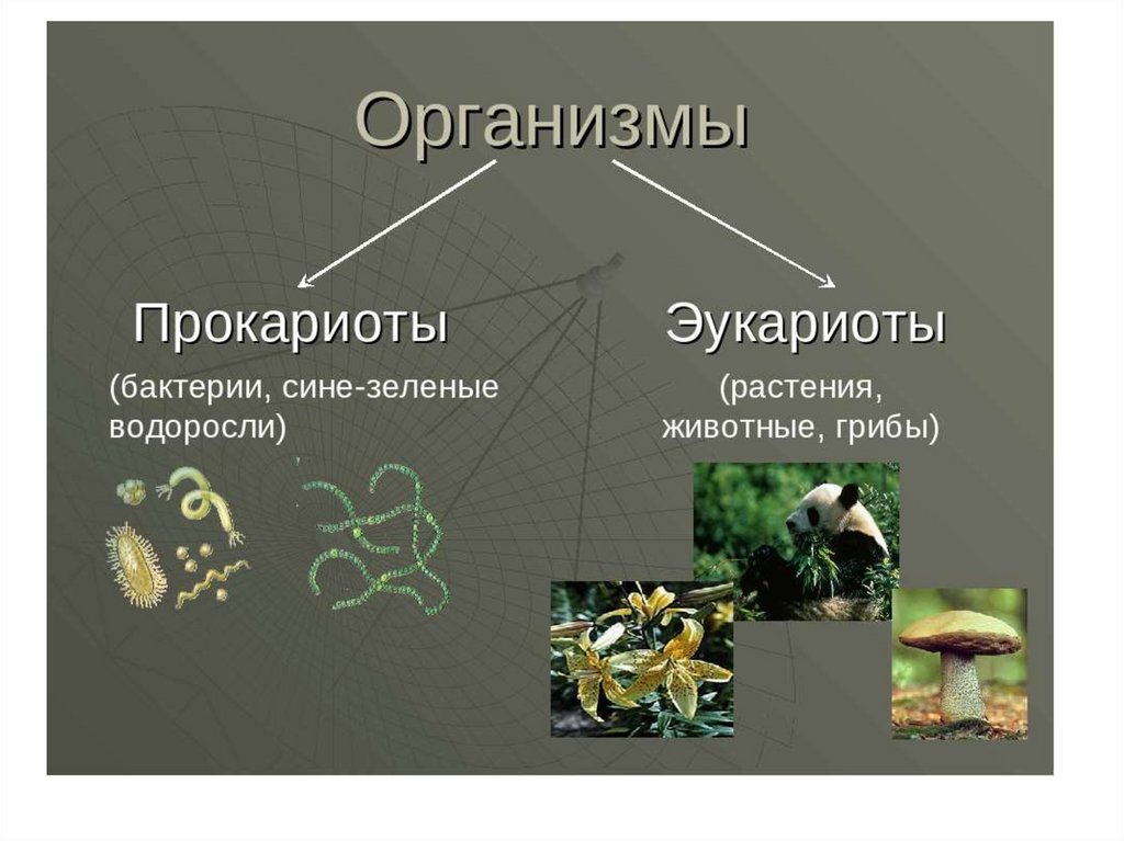 Прокариоты вирусы грибы. Прокариоты и эукариоты примеры. Растения прокариоты или эукариоты. Прококореоты и эукариоты. Прокатионы иаукариоты.