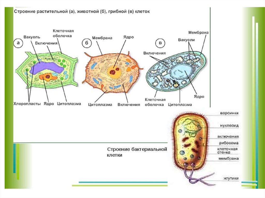 Чем отличается бактериальная клетка от. Отличие клеток растений от клеток животных и грибов и бактерий. Отличие клеток бактерий от клеток животных. Отличие клеток бактерий от клеток растений. Строение растительной животной и грибной клетки.