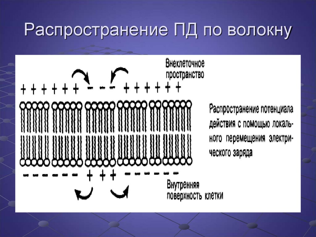 Распределение действий. Распространение Пд. Распространение Пд по нервному волокну. Как распространяется Пд. Надежность распространения Пд.