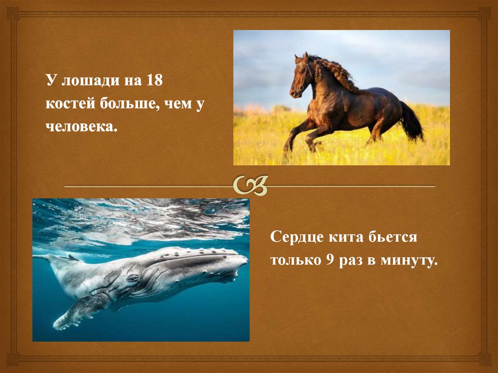 У лошади на 18 костей больше, чем у человека.