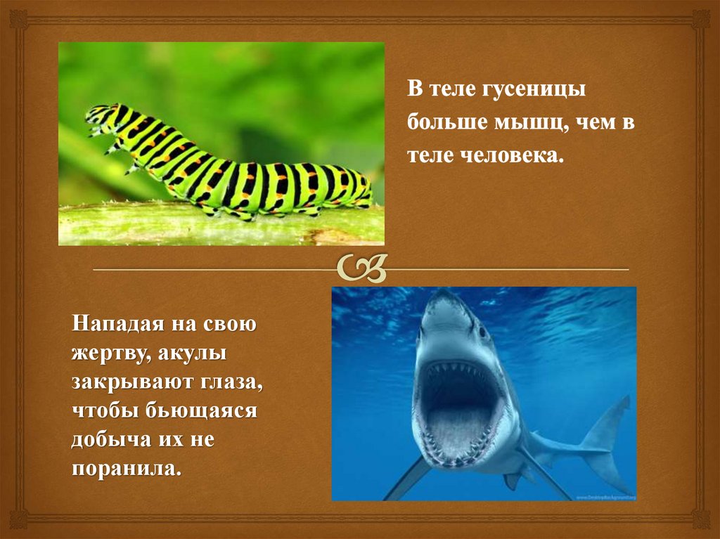   В теле гусеницы больше мышц, чем в теле человека.