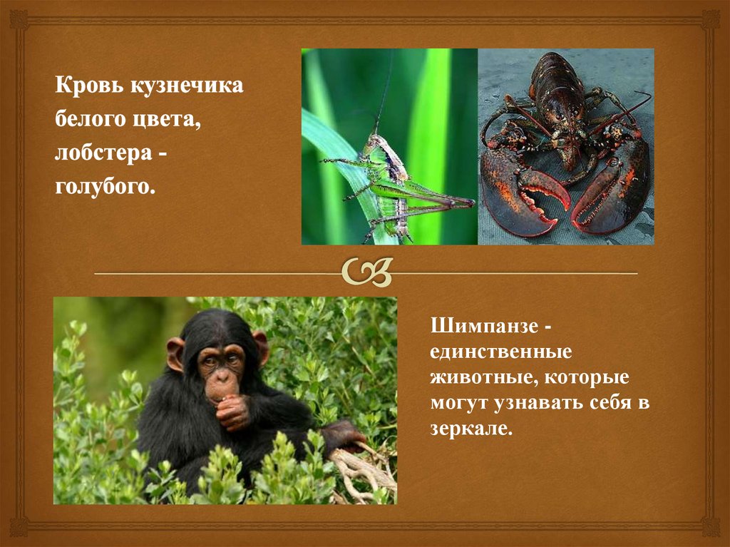 Кровь кузнечика белого цвета, лобстера - голубого.