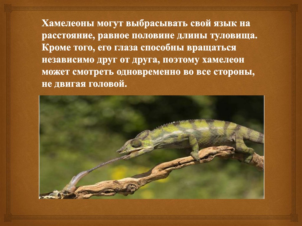 Хамелеоны могут выбрасывать свой язык на расстояние, равное половине длины туловища. Кроме того, его глаза способны вращаться