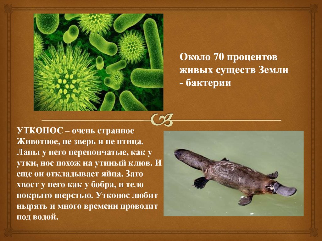 Около 70 процентов живых существ Земли - бактерии