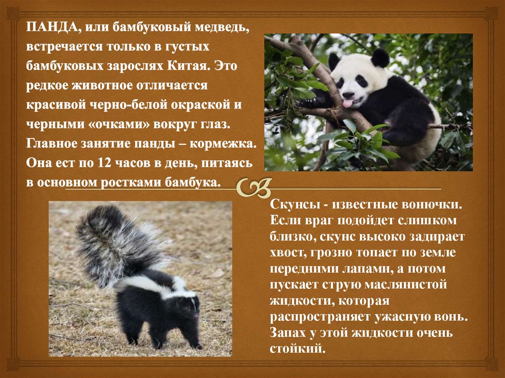 ПАНДА, или бамбуковый медведь, встречается только в густых бамбуковых зарослях Китая. Это редкое животное отличается красивой