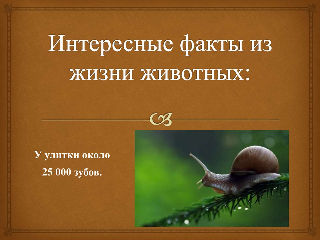 Интересные факты из жизни животных: