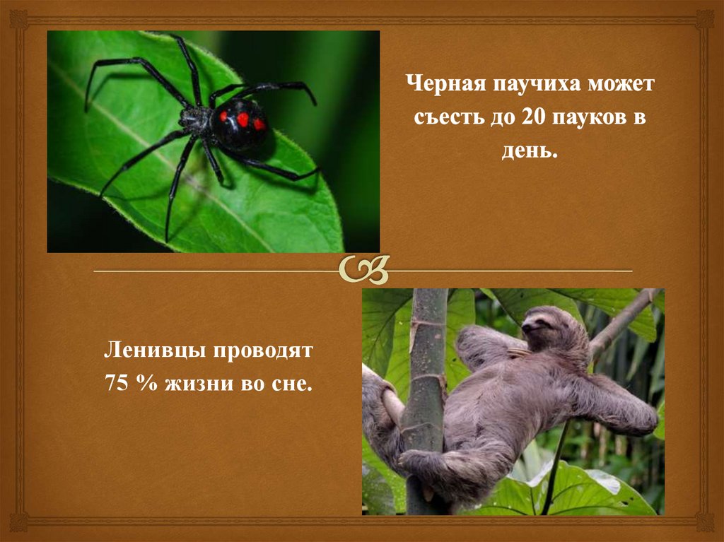 Черная паучиха может съесть до 20 пауков в день.