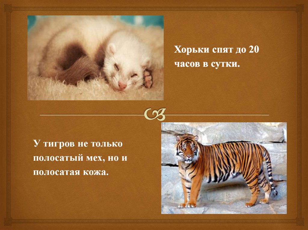 Хорьки спят до 20 часов в сутки.