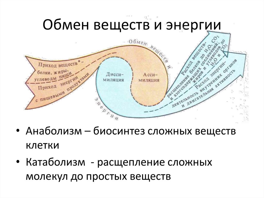 Обмен веществ и энергии. Цепочка обмена веществ.