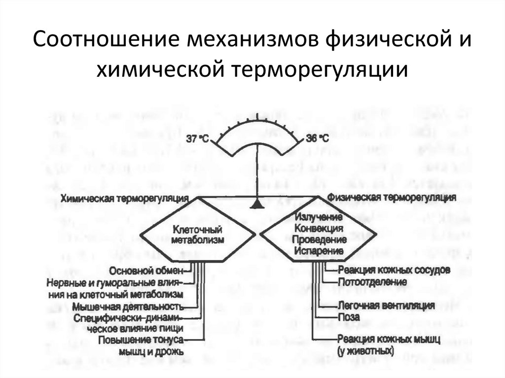 Схема функциональной системы терморегуляции