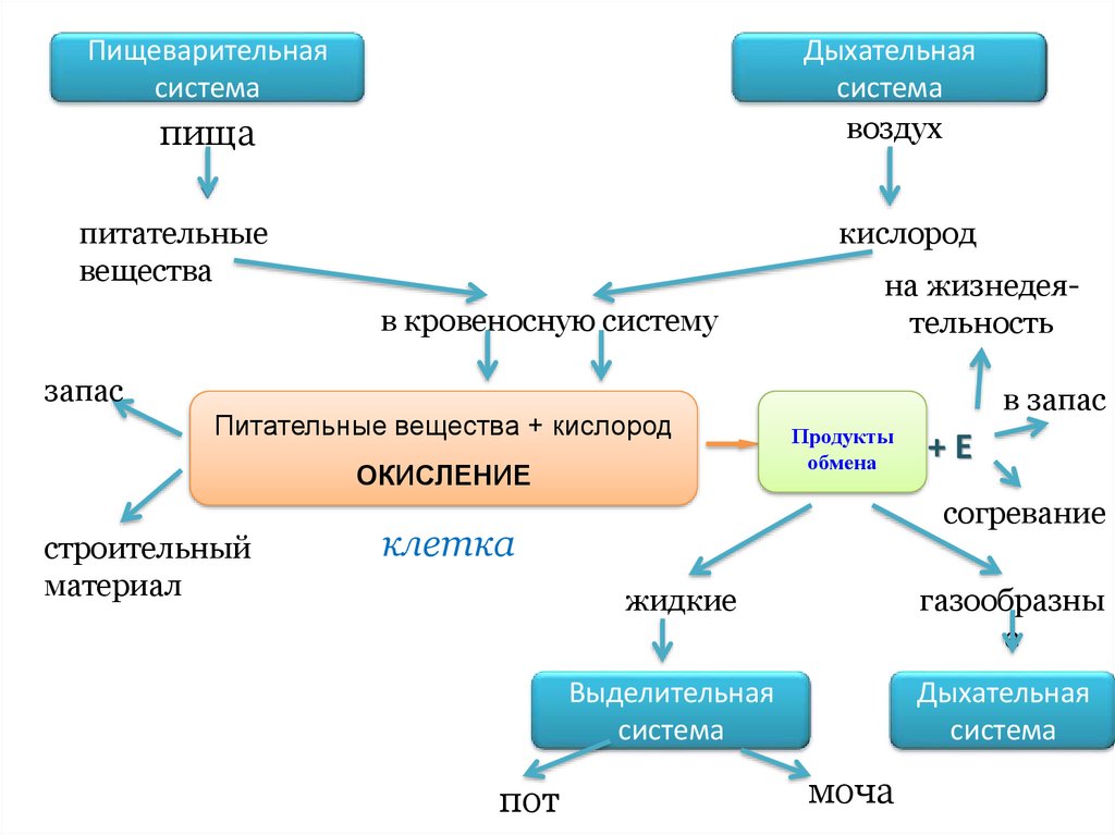 Схема превращения веществ