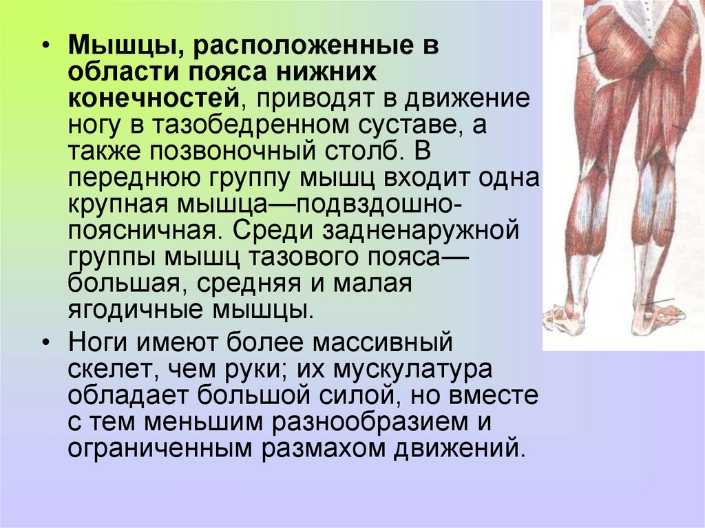 В мышцах расположены. Мышцы, расположенные в области пояса нижних конечностей,. Мышцы пояса нижней конечности функции. Мышцы верхних и нижних конечностей и их функции. Мышцы нижних конечностей и их функции.