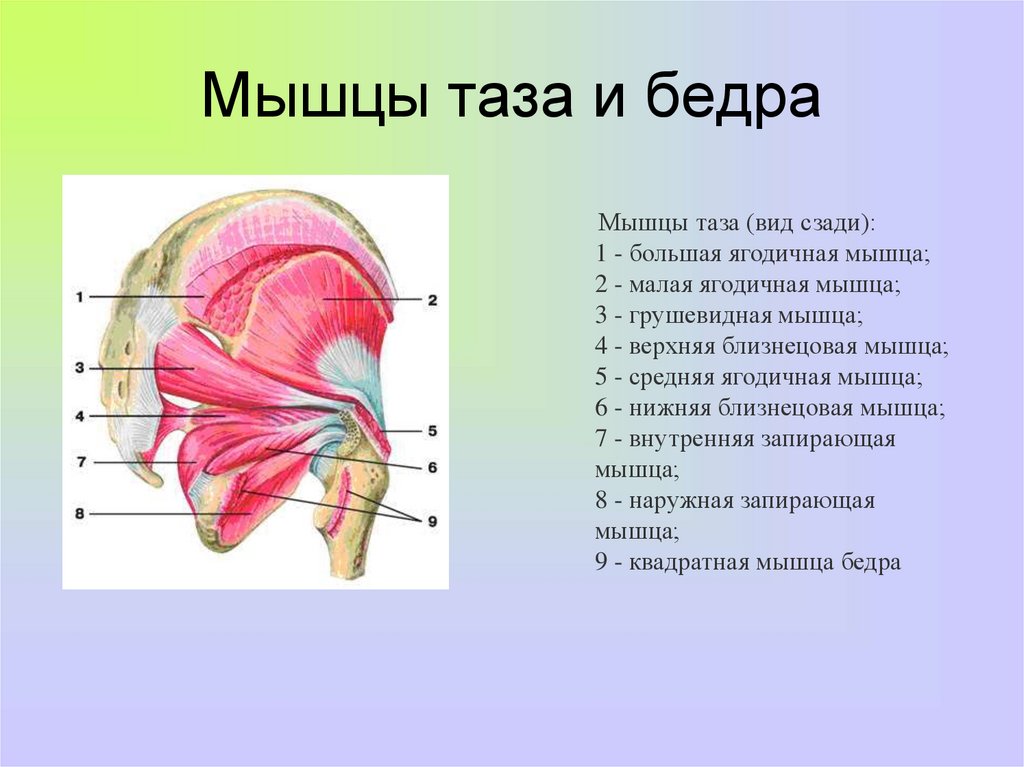 Мышцы таза схема