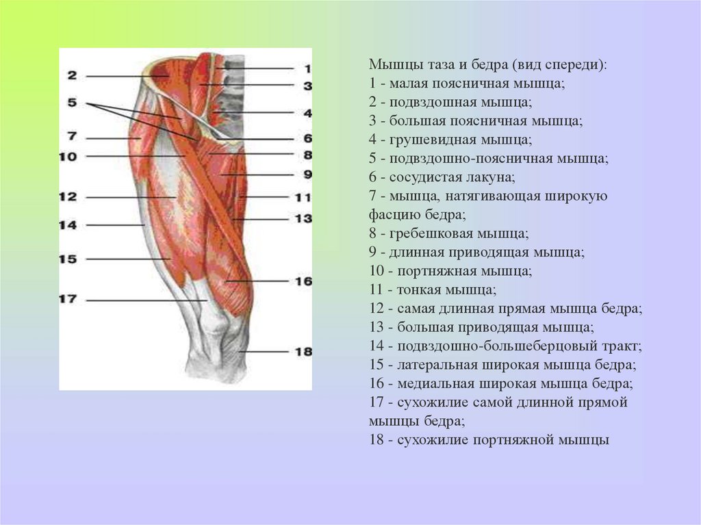 Мышцы бедра презентация