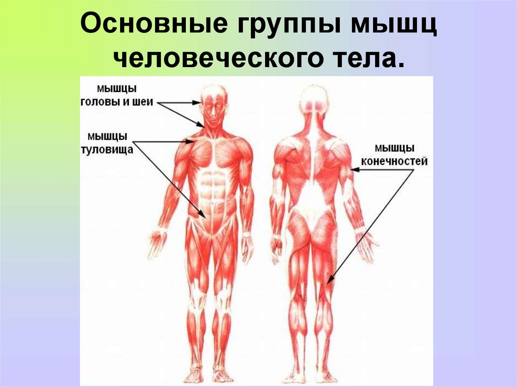 Мышцы человеческого тела биология 8 класс. Группы мышц. Группы мышц человека. Основные мышцы тела человека. Основные группы мышц человеческого тела.