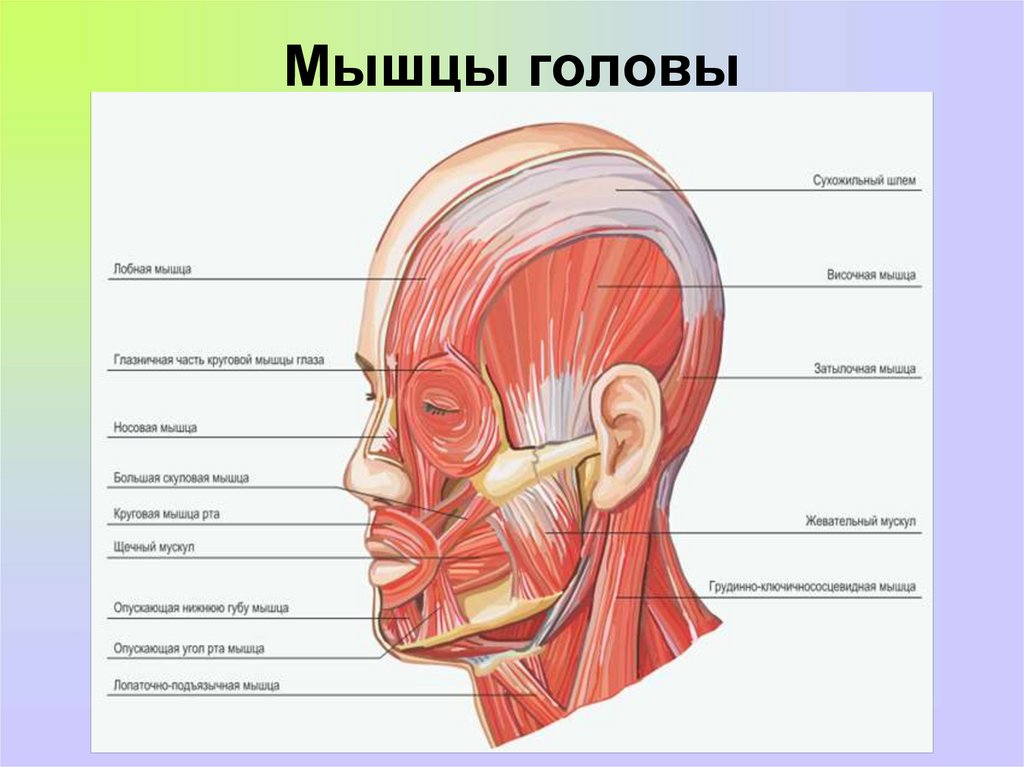 Как называется затылок. Строение головы человека сбоку. Скелетные мышцы головы человека. Мимические мышцы головы анатомия.