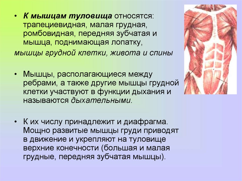 5 мышц туловища. Местоположение мышцы туловища сзади. Мышцы туловища и их функции анатомия. Мышцы туловища спереди функции. Мышцы туловища сзади 8 класс.