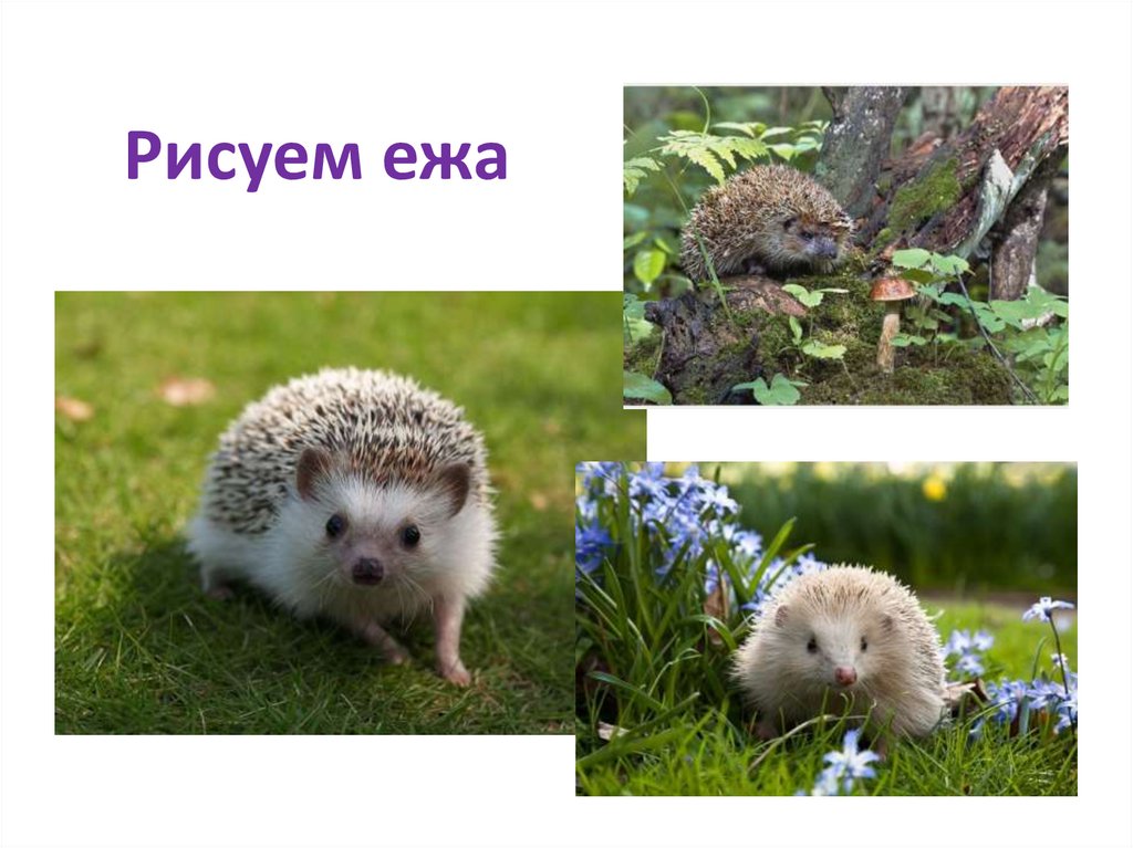 Рисуем ежа - презентация онлайн