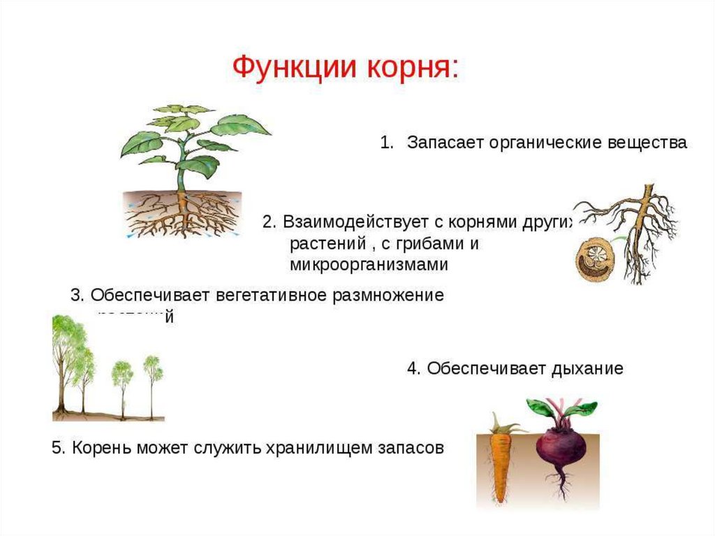 В чем заключается размножение в жизни растения. Функции корня. Значение корня в жизни растения. Корень функции корня.