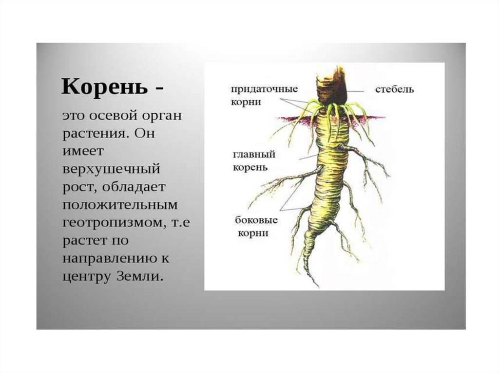 Корень это какой орган растения. Осевые органы растений. Корень вегетативный орган растения. Вегетативные органы картинки. Вегетативные органы цветкового растения.