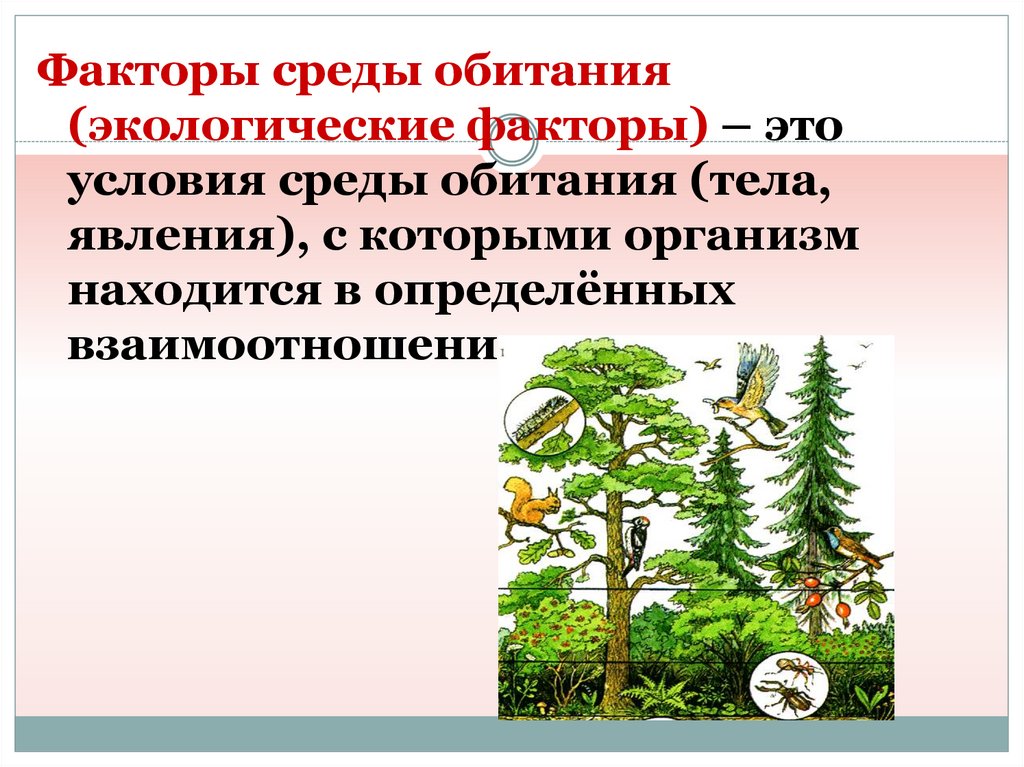 Экологические факторы 9 класс биология презентация
