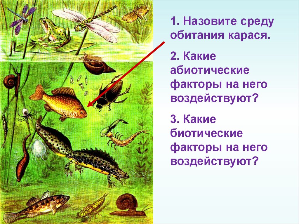 Как можно назвать среду. Биосфера среды жизни. Среда обитания карася. Условия среды обитания карась. Особенности среды обитания карася.