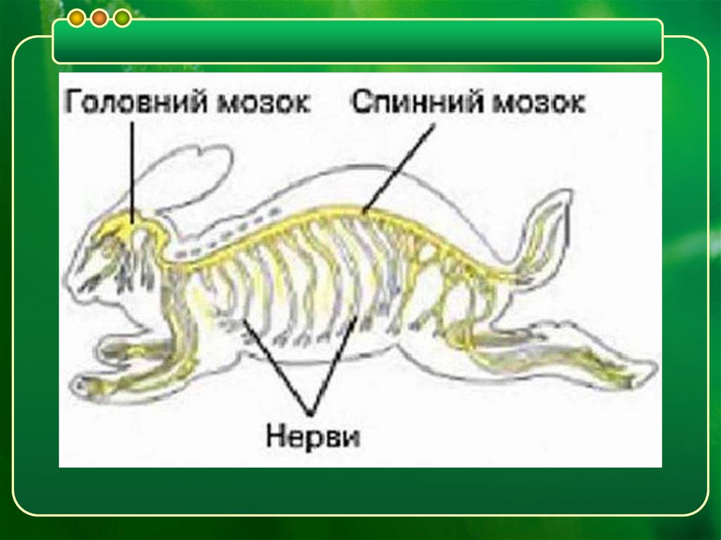Нервная система и органы чувств млекопитающих. Нервная система млекопитающих. Класс млекопитающие нервная система. Центральная нервная система млекопитающих. Функции нервной системы млекопитающих.