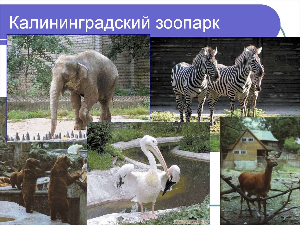 Калининградский зоопарк