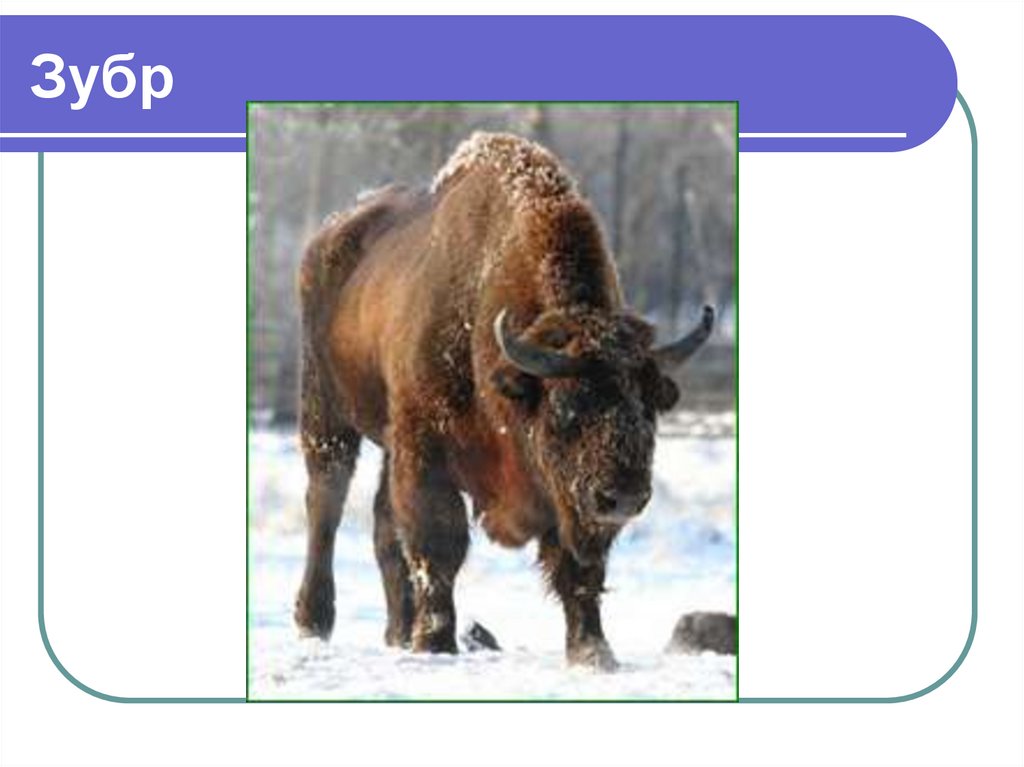 Зубр