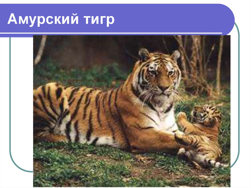 Амурский тигр