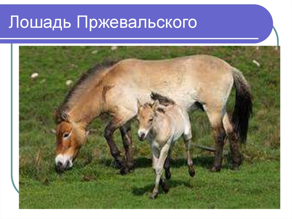 Лошадь Пржевальского