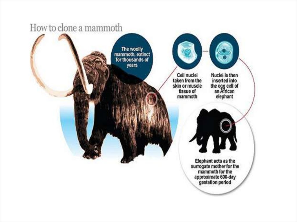 Схема woolly mammoth