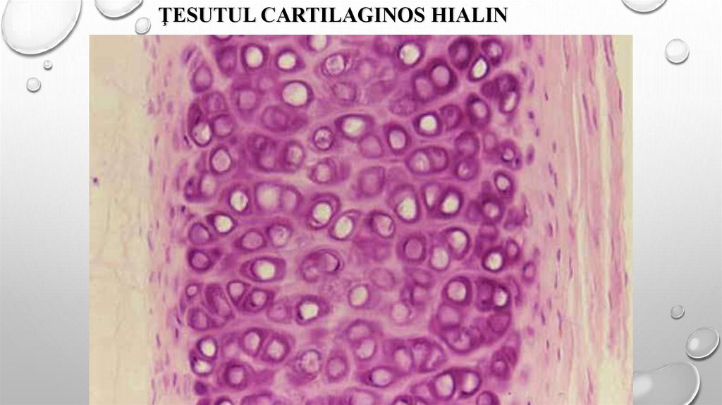 grupuri de celule cartilaginoase ale țesutului conjunctiv